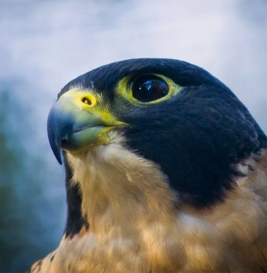 Featherdale Sydney Wildlife Park