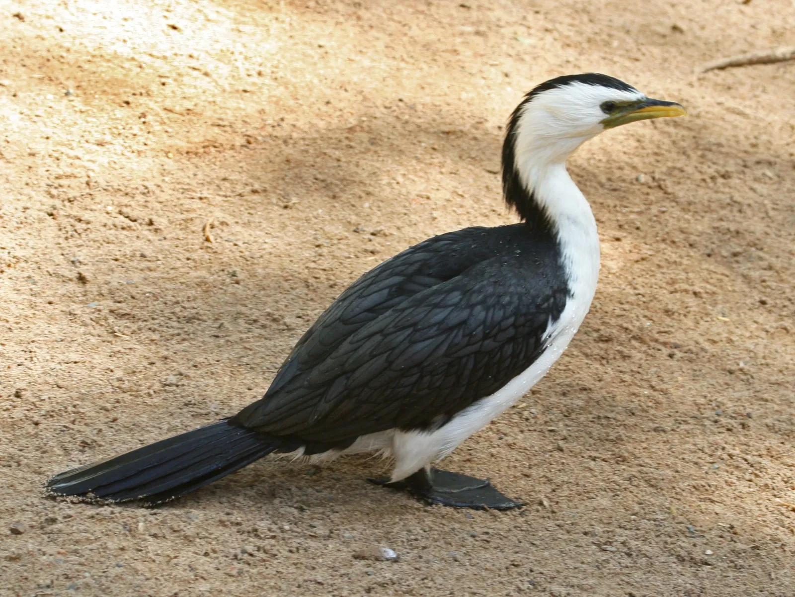Featherdale Sydney Wildlife Park