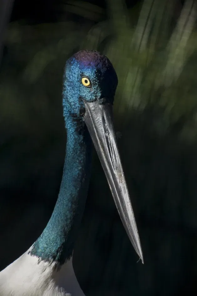 Featherdale Sydney Wildlife Park