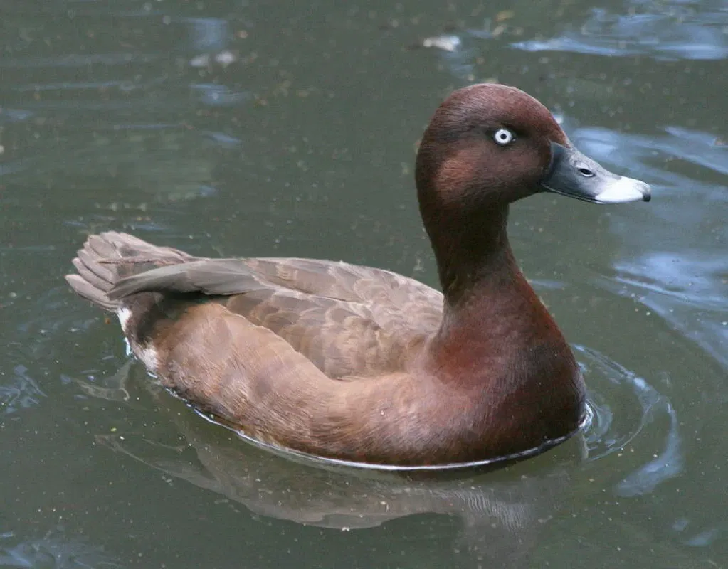 Featherdale Sydney Wildlife Park