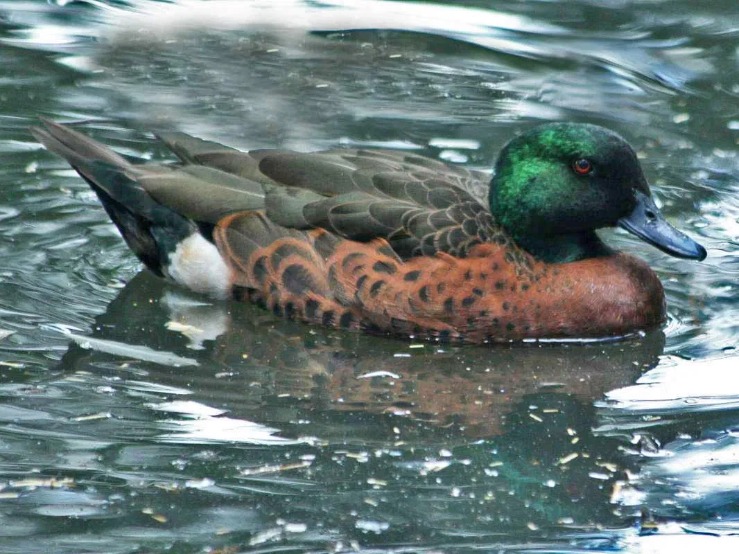 Featherdale Wildlife Park