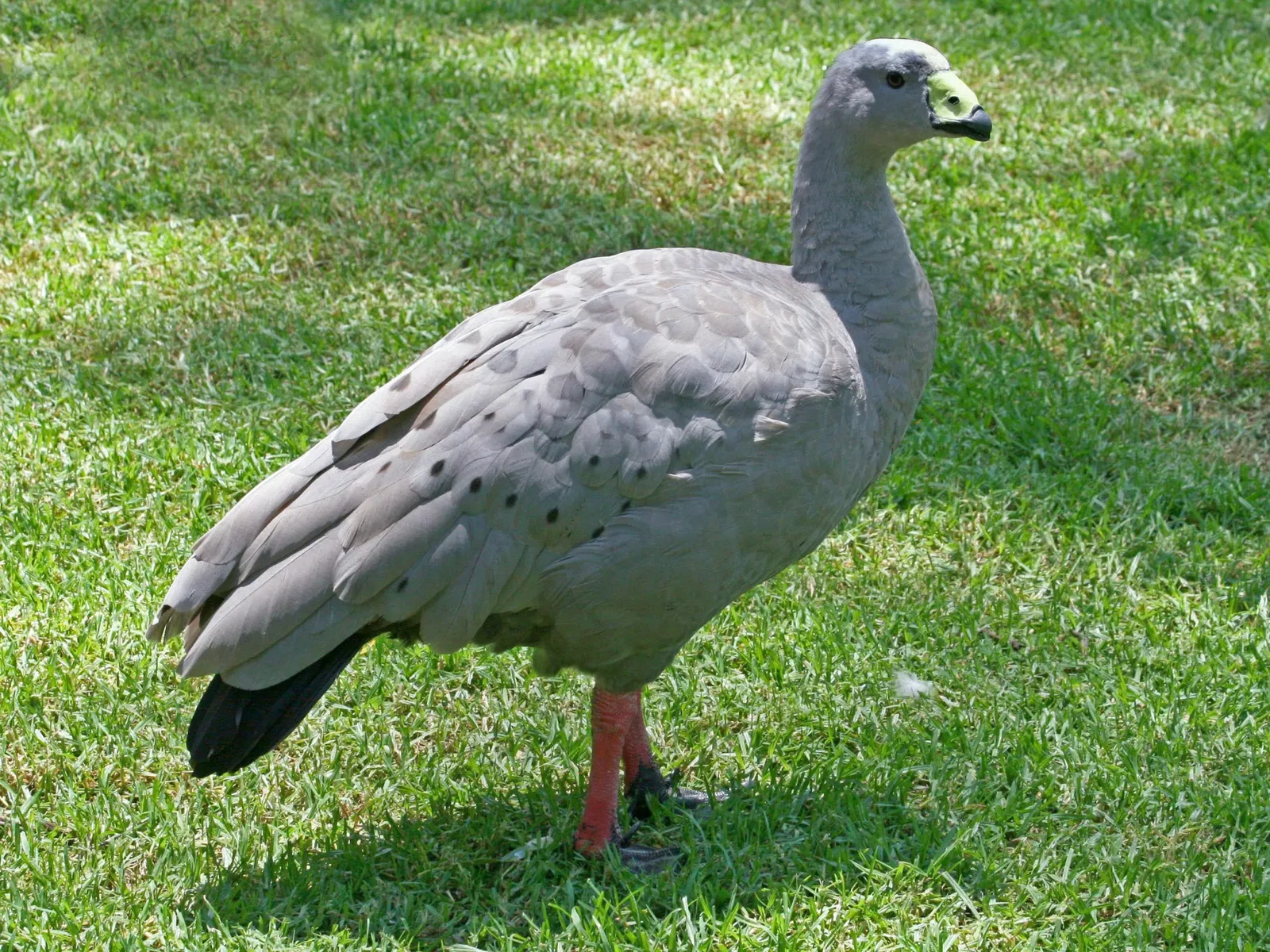 Featherdale Wildlife Park