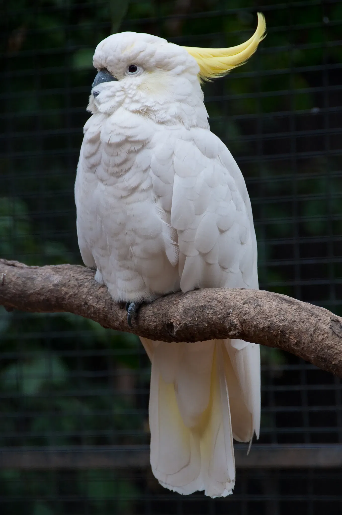 Featherdale Wildlife Park