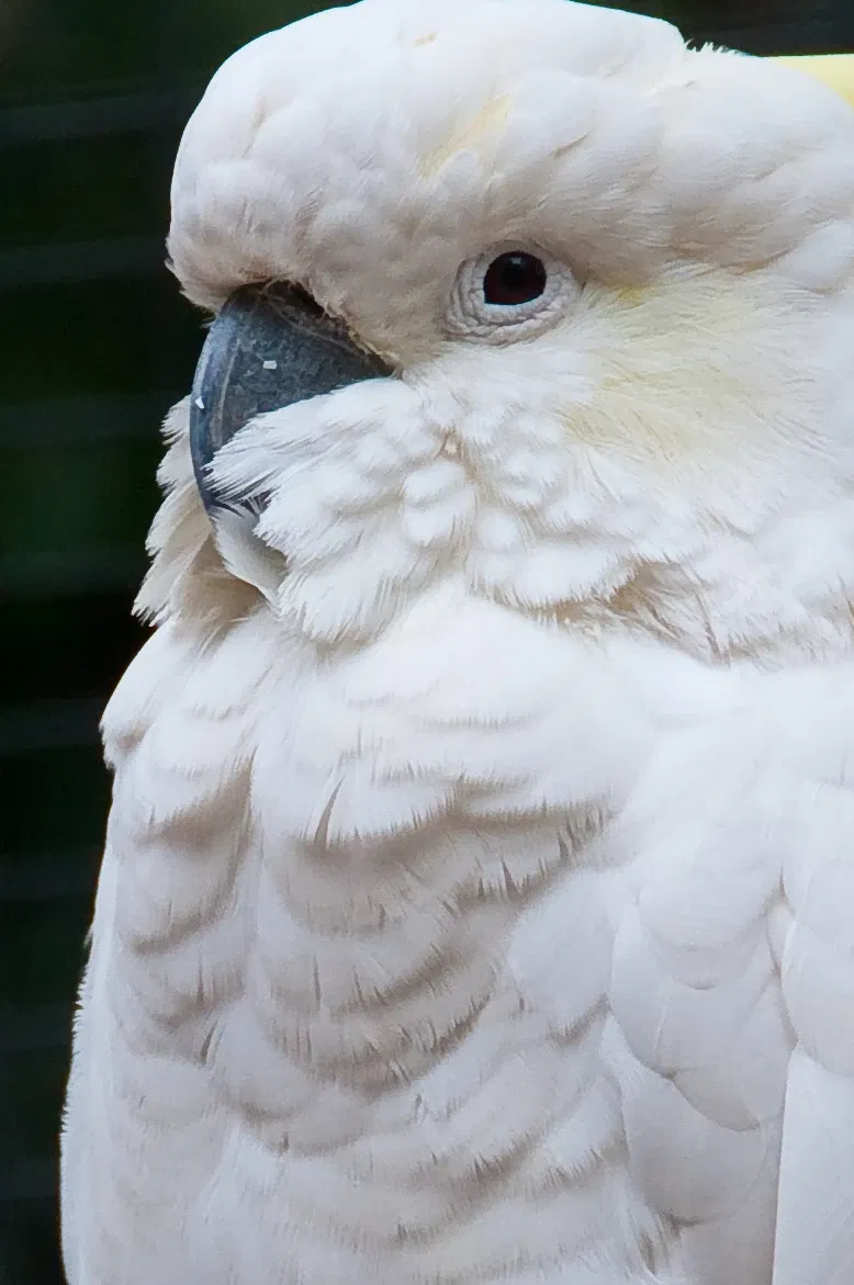 Featherdale Sydney Wildlife Park