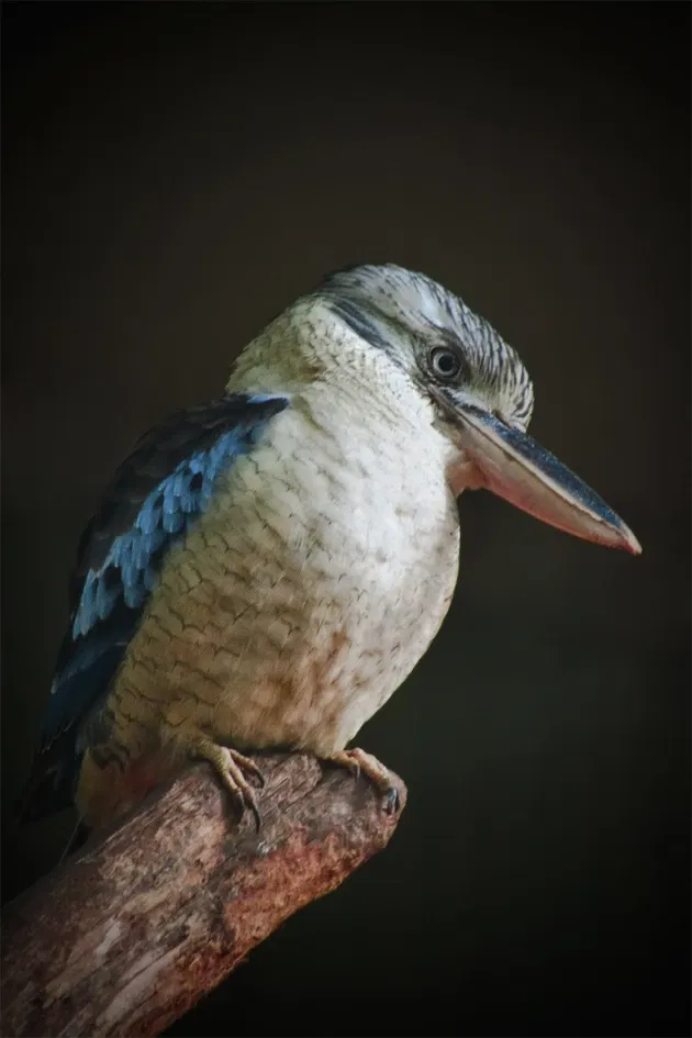 Featherdale Sydney Wildlife Park
