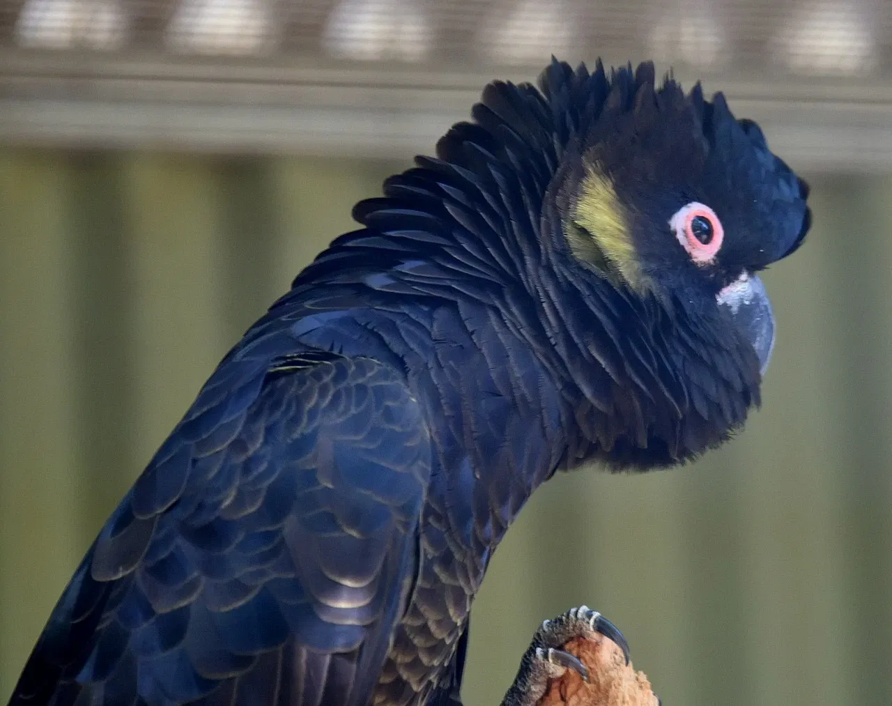 Featherdale Sydney Wildlife Park