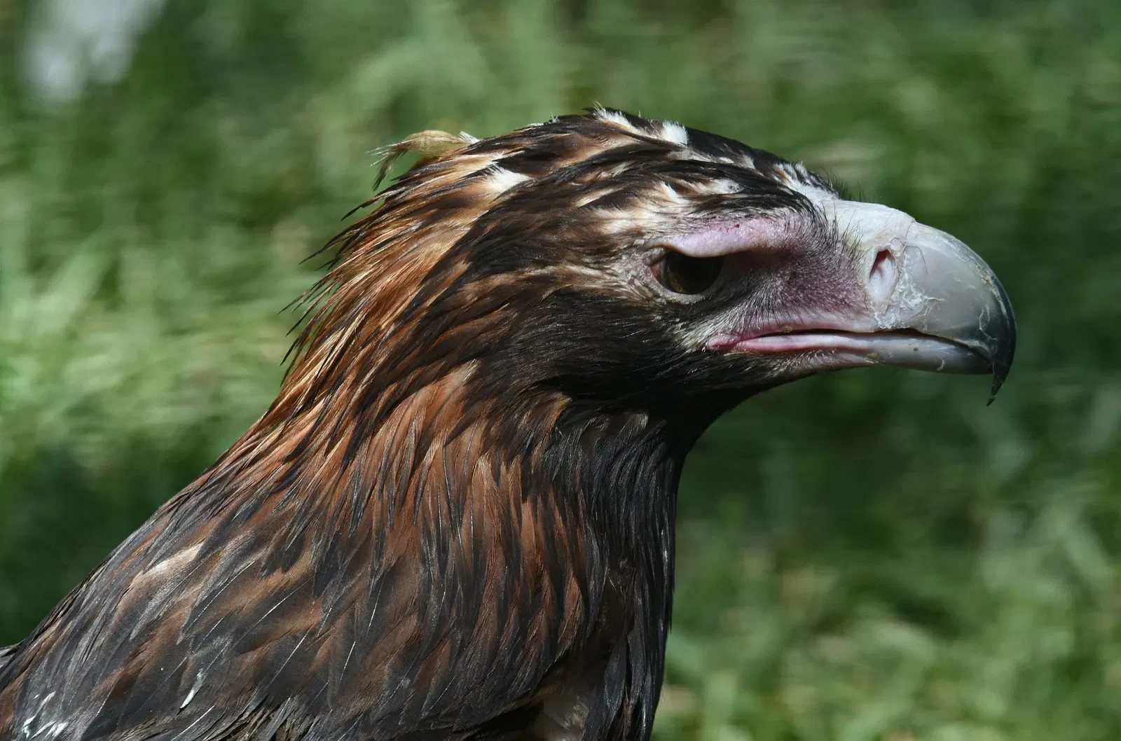 Featherdale Sydney Wildlife Park