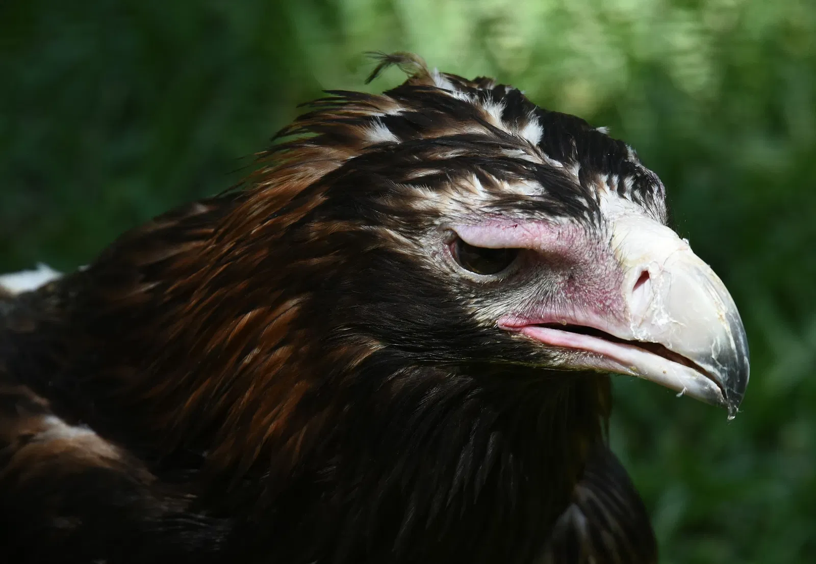 Featherdale Sydney Wildlife Park