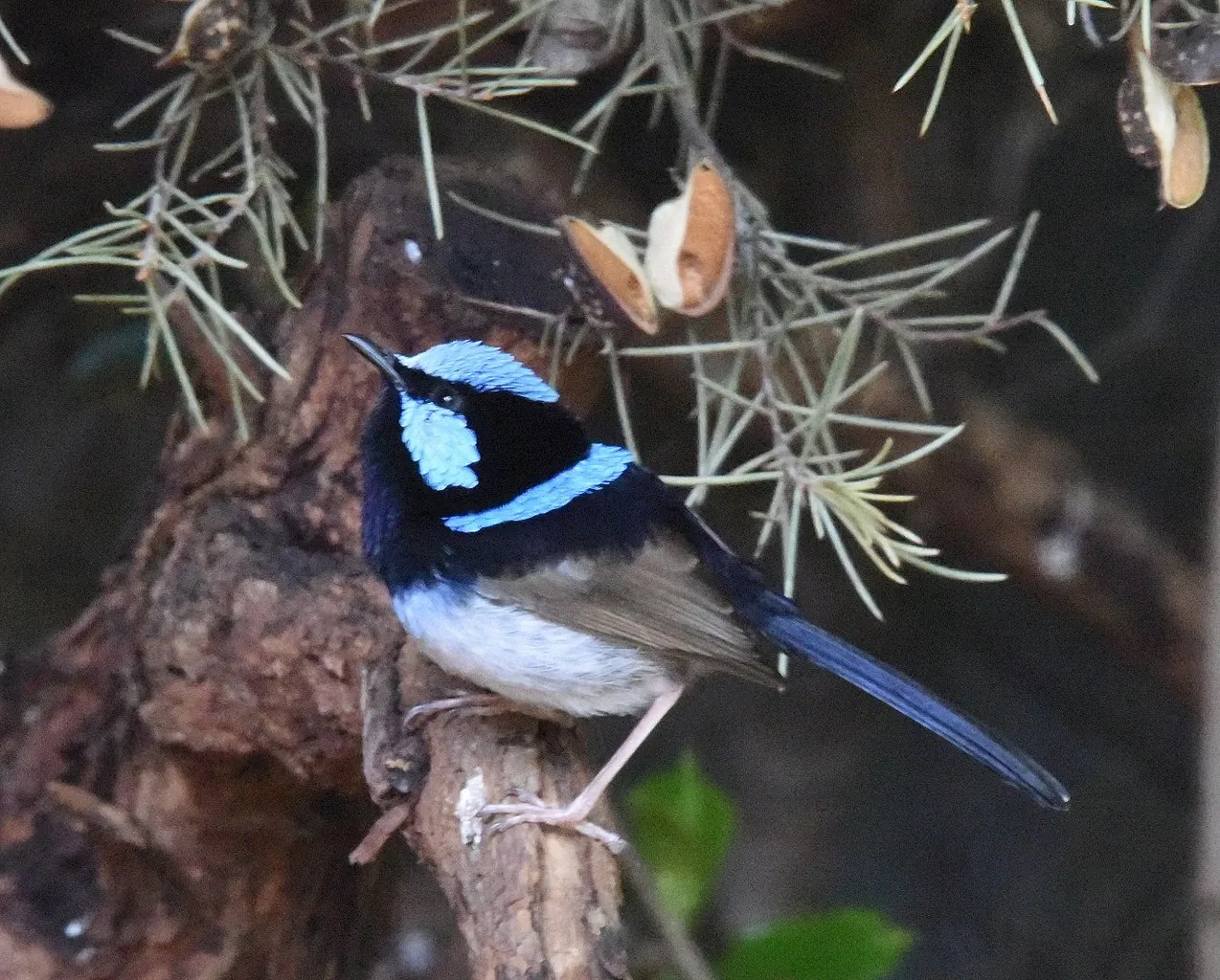 Featherdale Sydney Wildlife Park