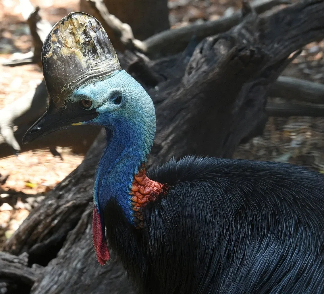 Featherdale Sydney Wildlife Park