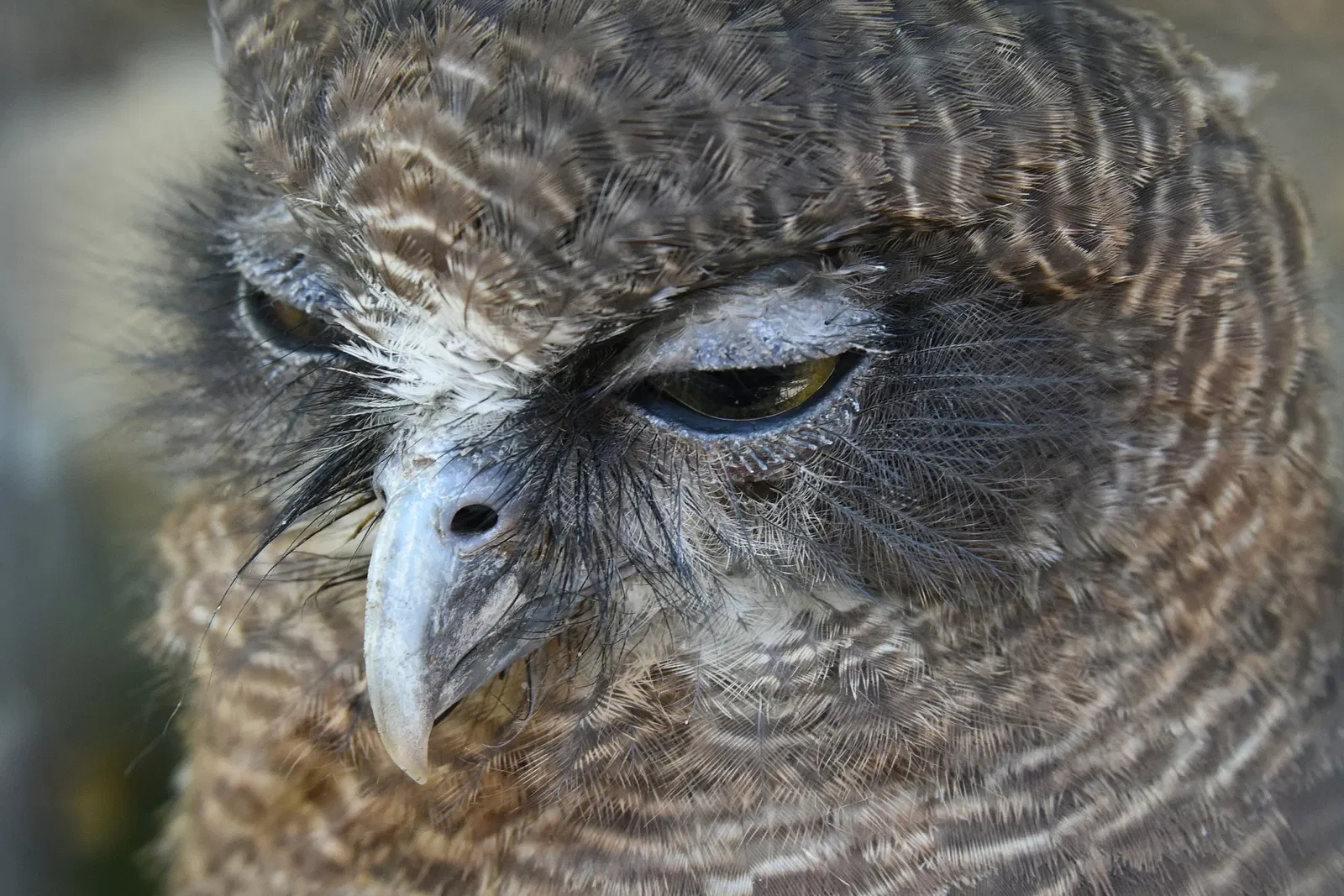Featherdale Sydney Wildlife Park
