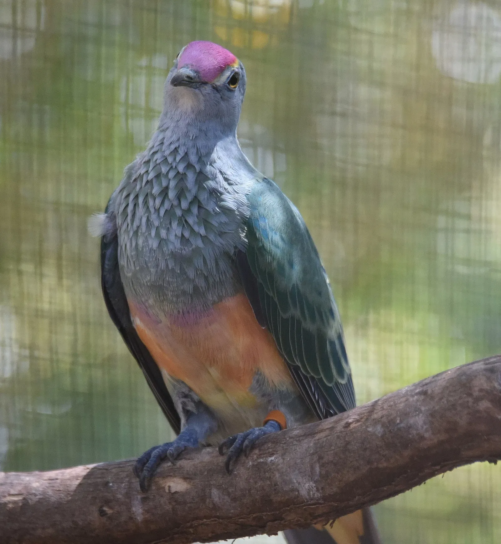 Featherdale Sydney Wildlife Park