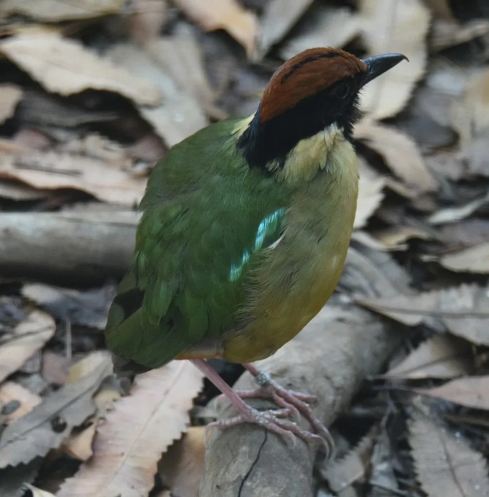 Featherdale Wildlife Park