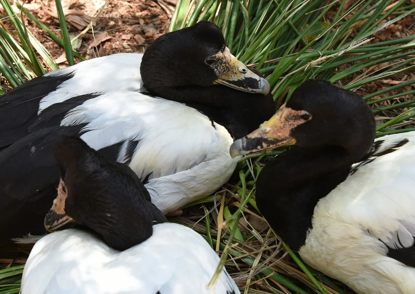 Featherdale Wildlife Park
