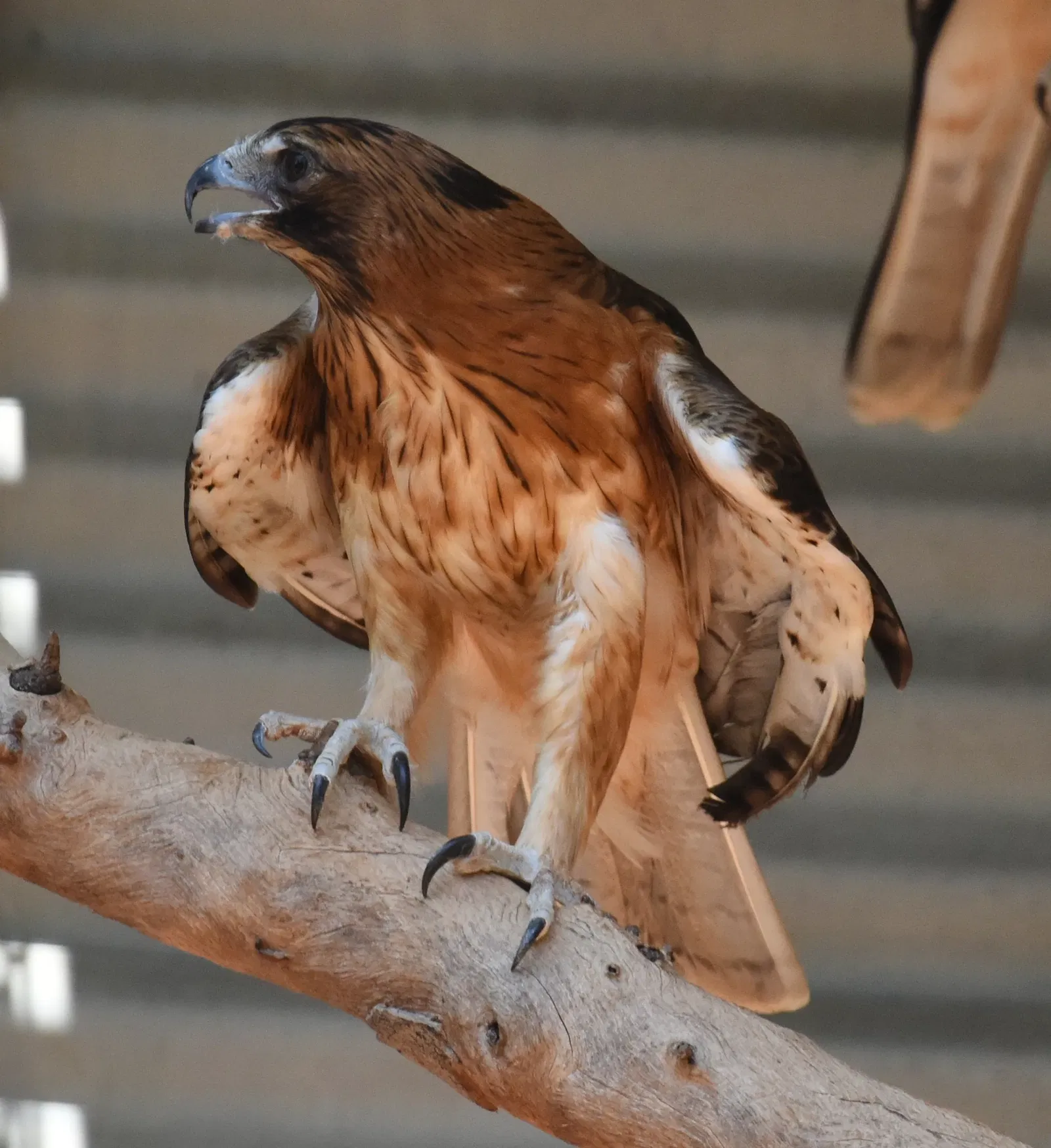 Featherdale Wildlife Park