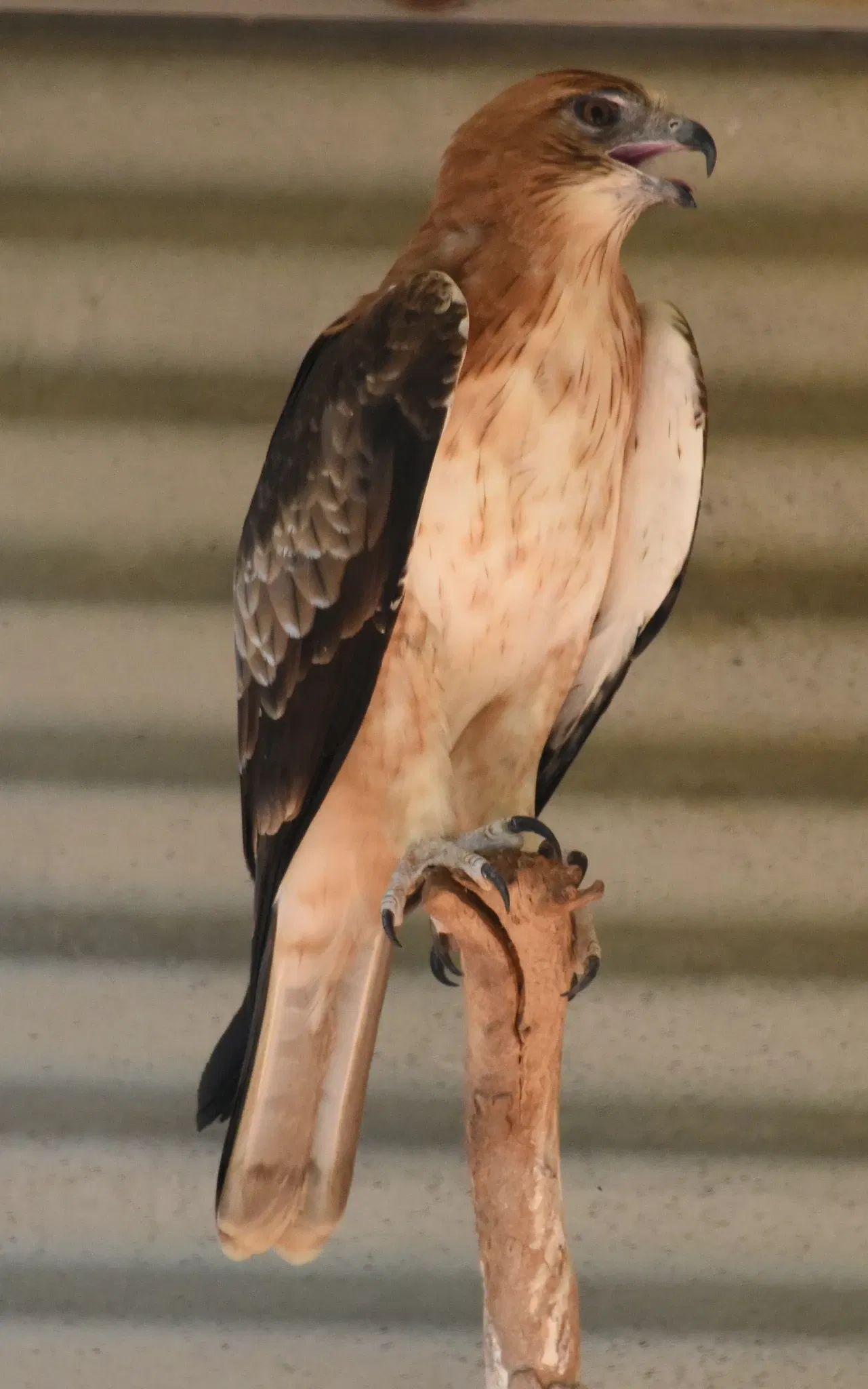 Featherdale Wildlife Park