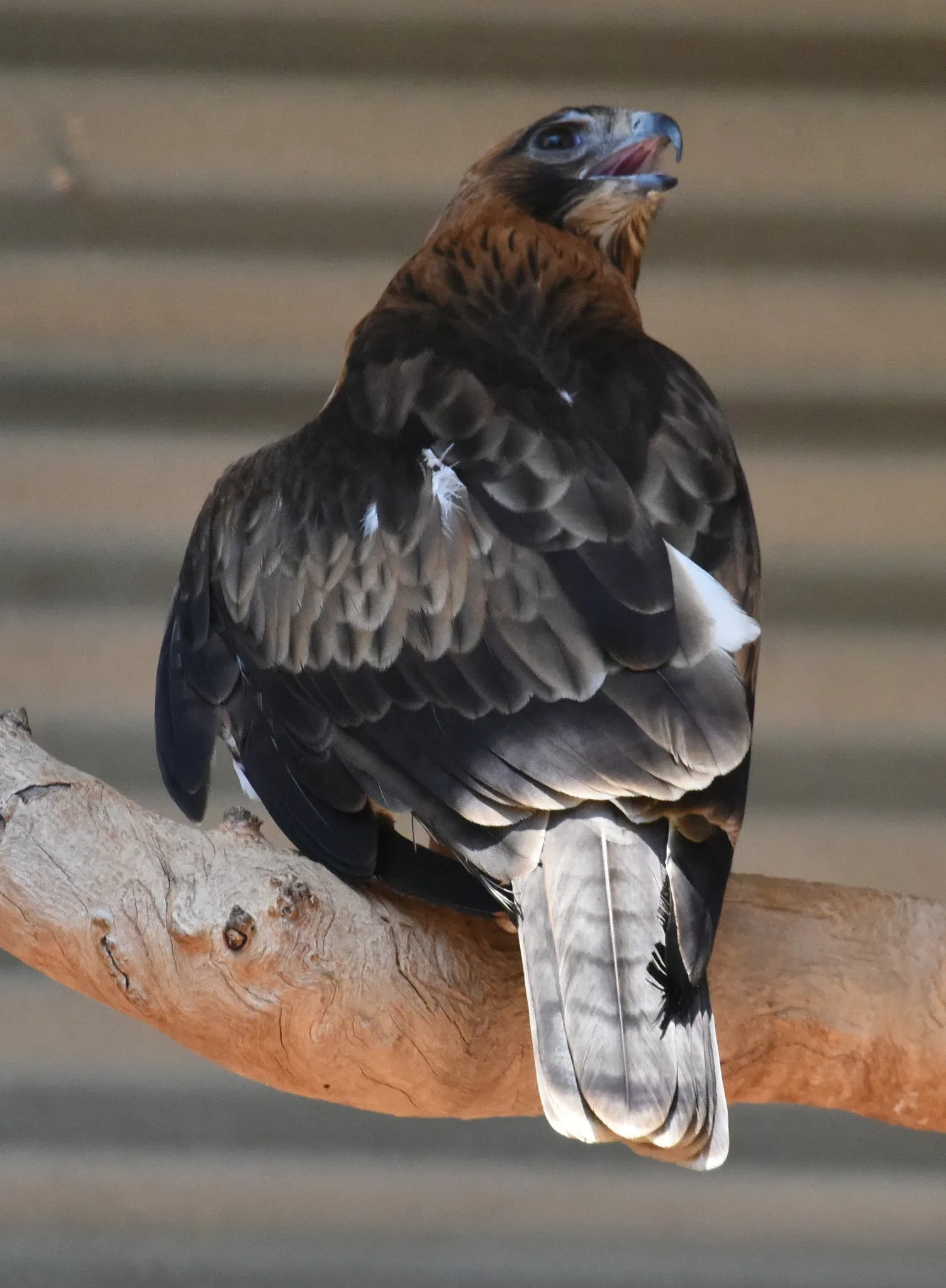 Featherdale Sydney Wildlife Park