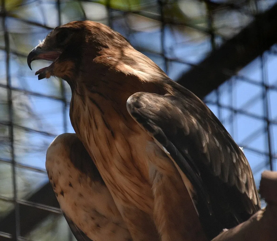 Featherdale Sydney Wildlife Park