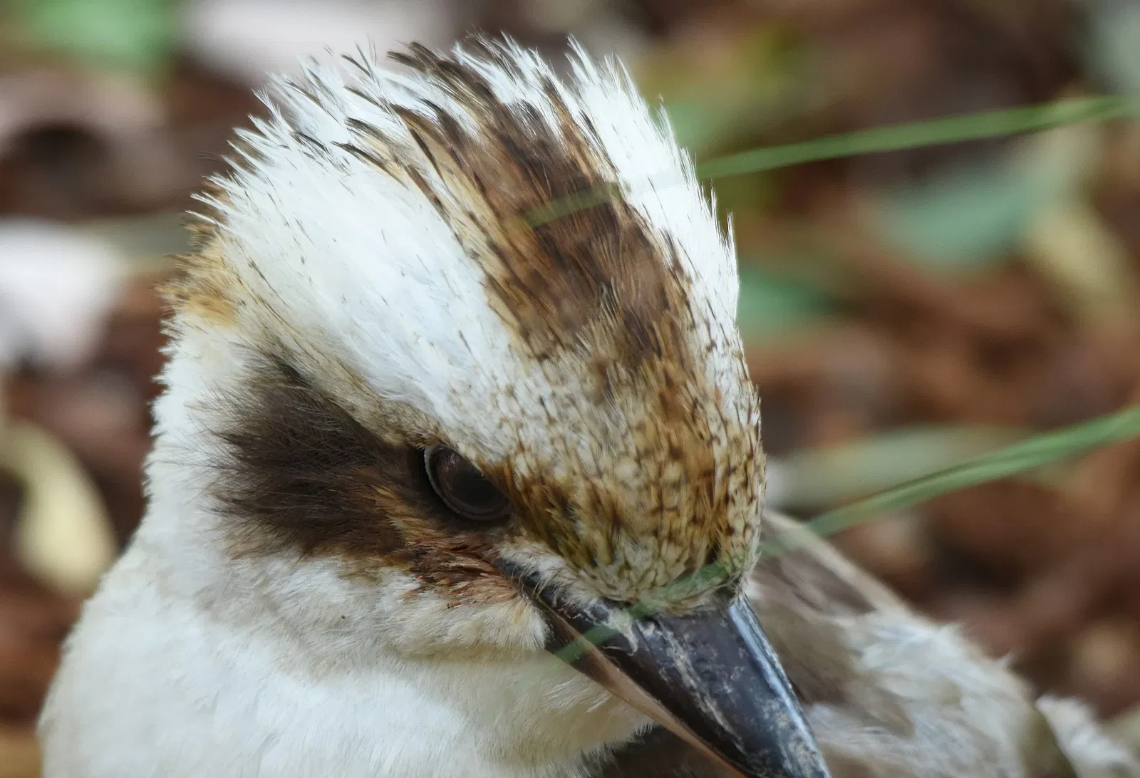 Featherdale Wildlife Park