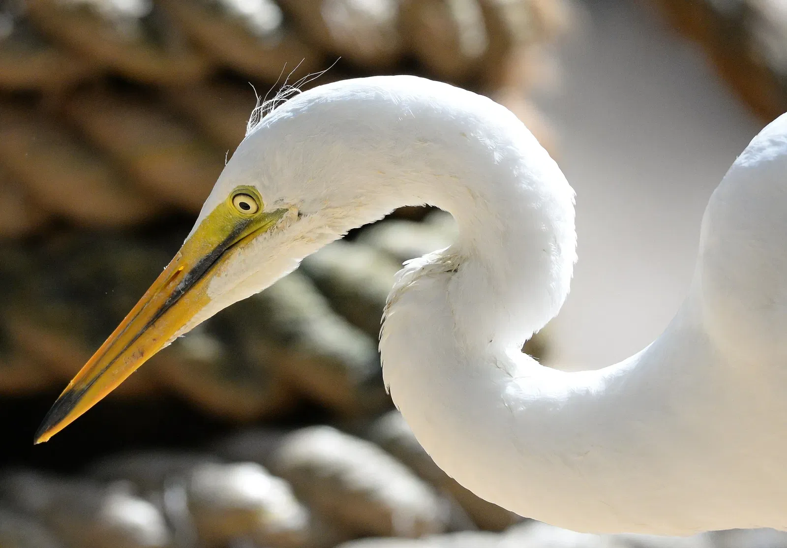 Featherdale Wildlife Park