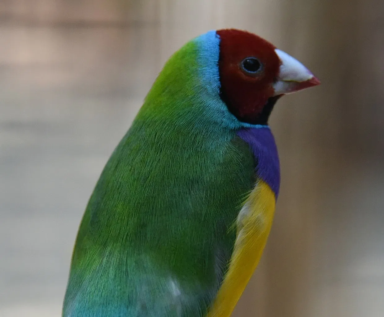 Featherdale Wildlife Park