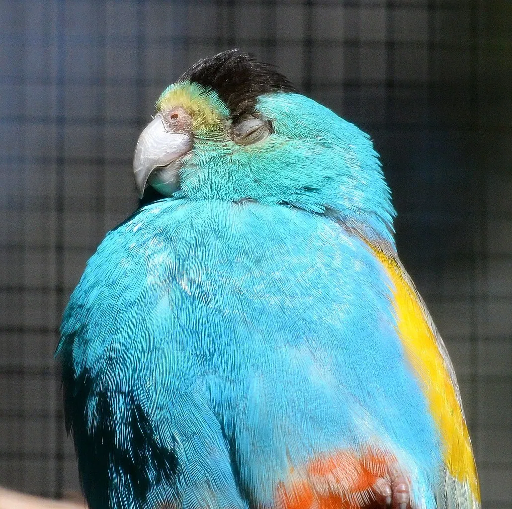 Featherdale Wildlife Park