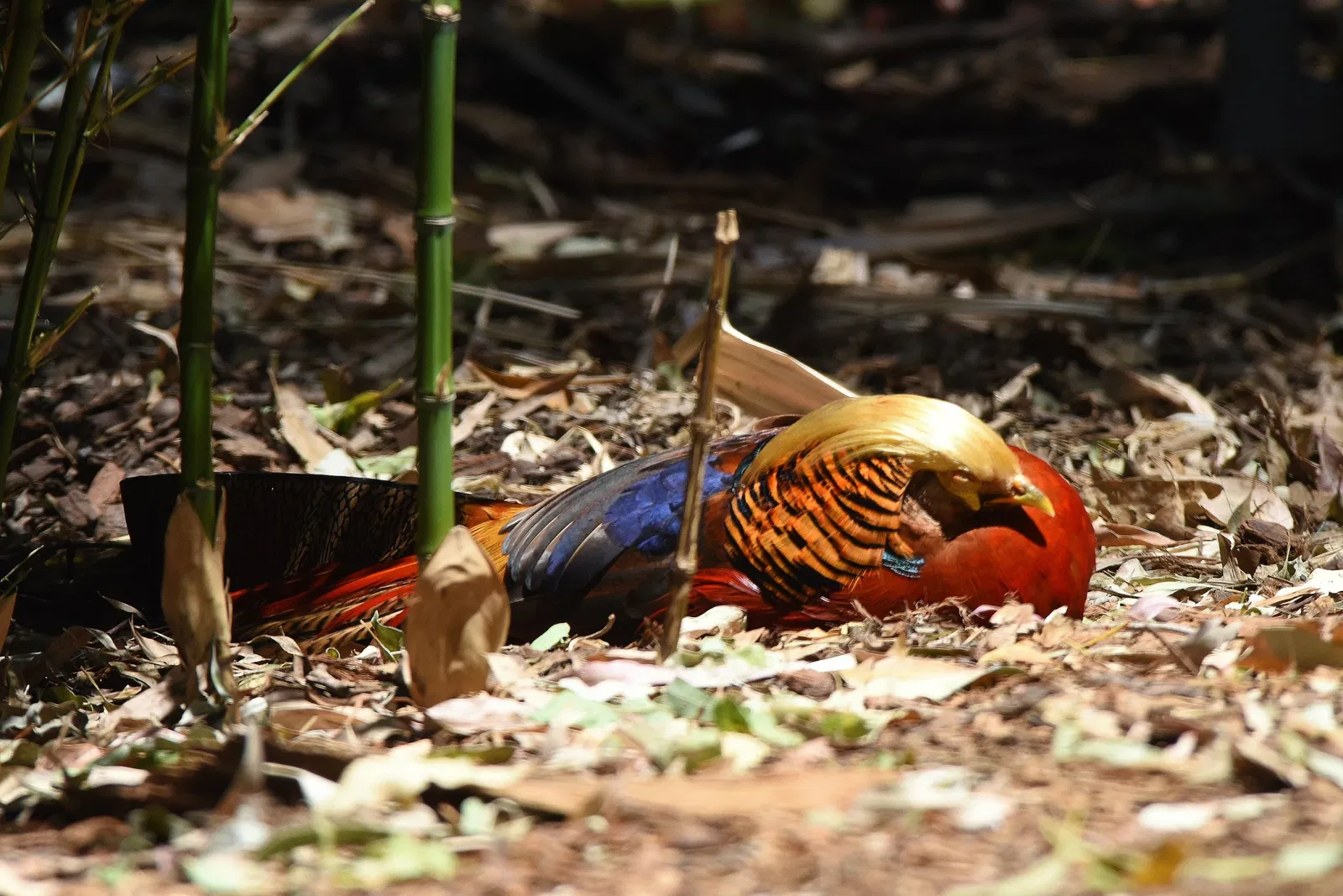 Featherdale Wildlife Park