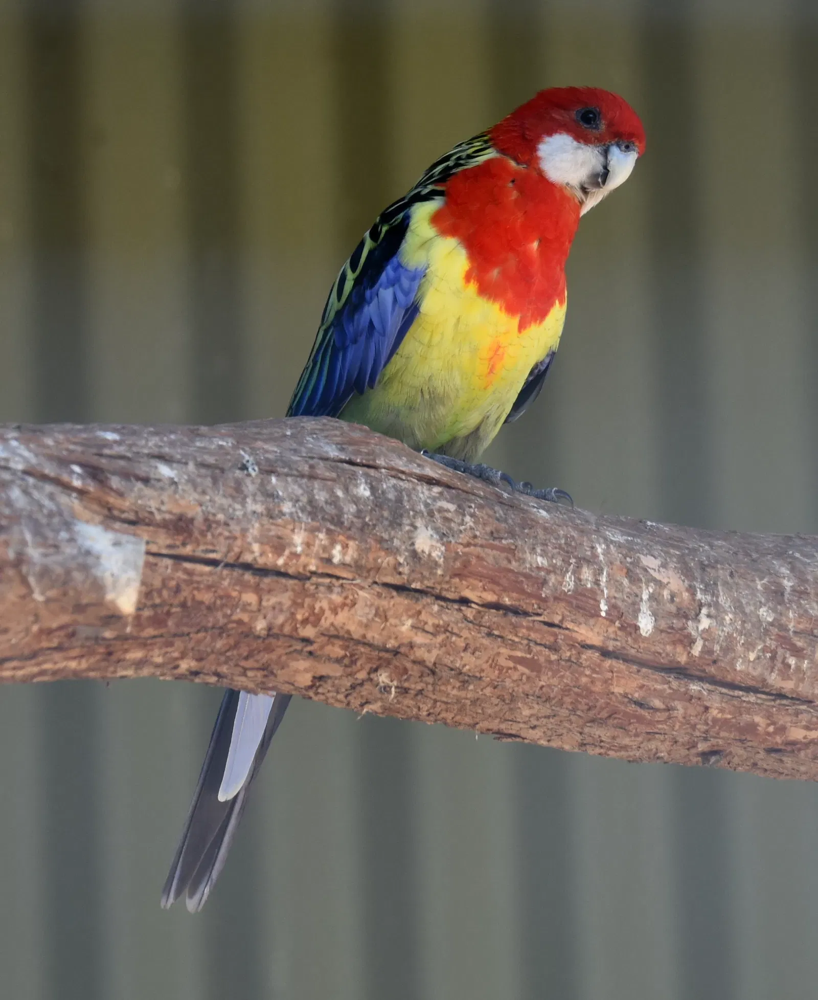 Featherdale Wildlife Park