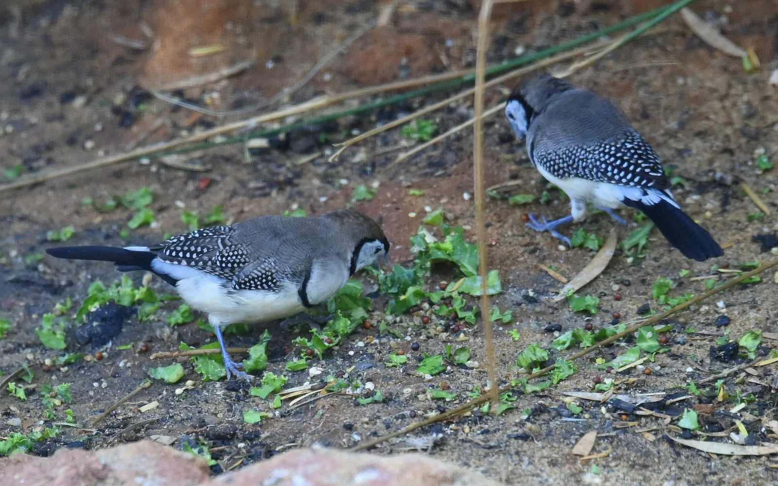 Featherdale Sydney Wildlife Park