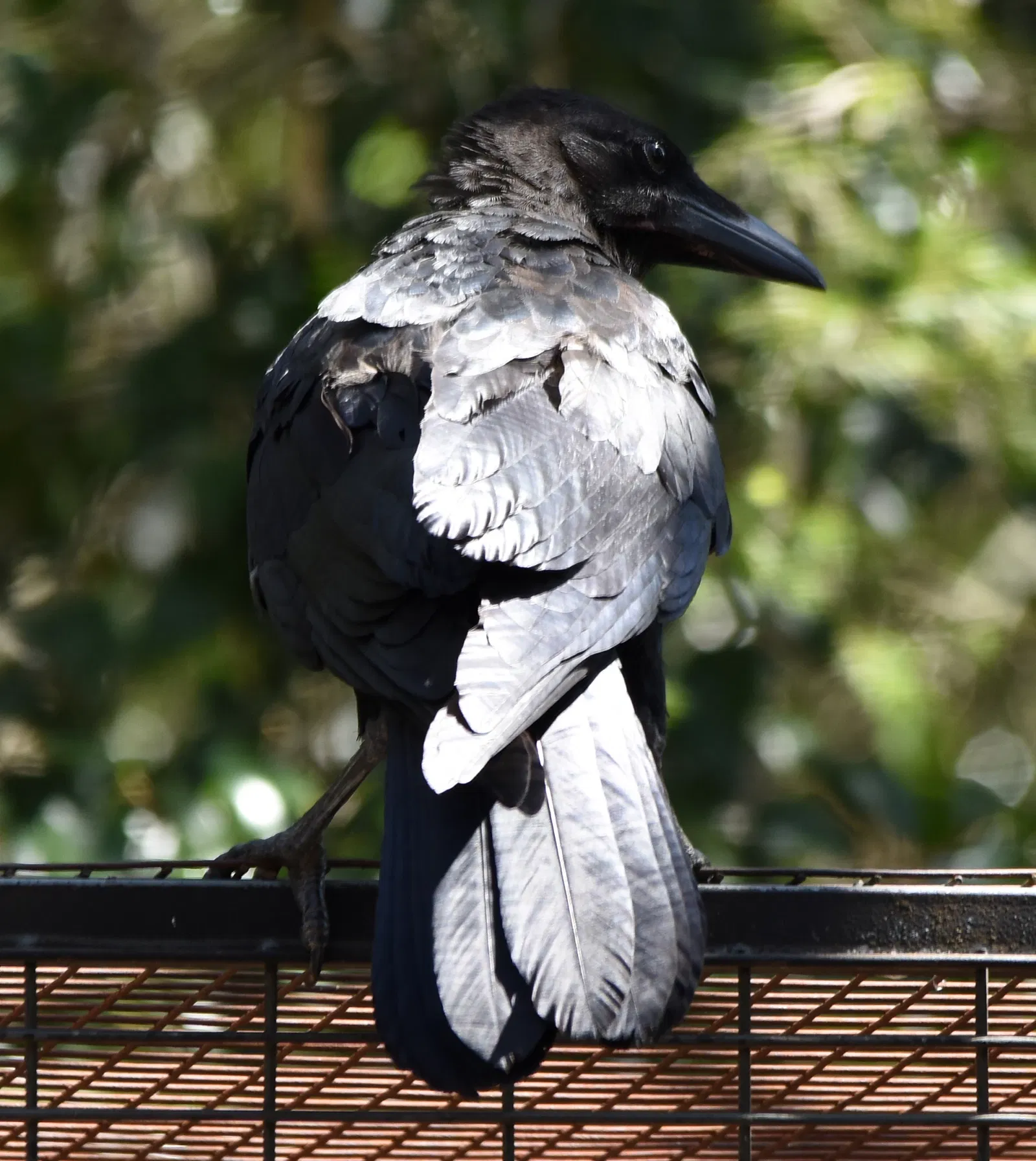 Featherdale Sydney Wildlife Park
