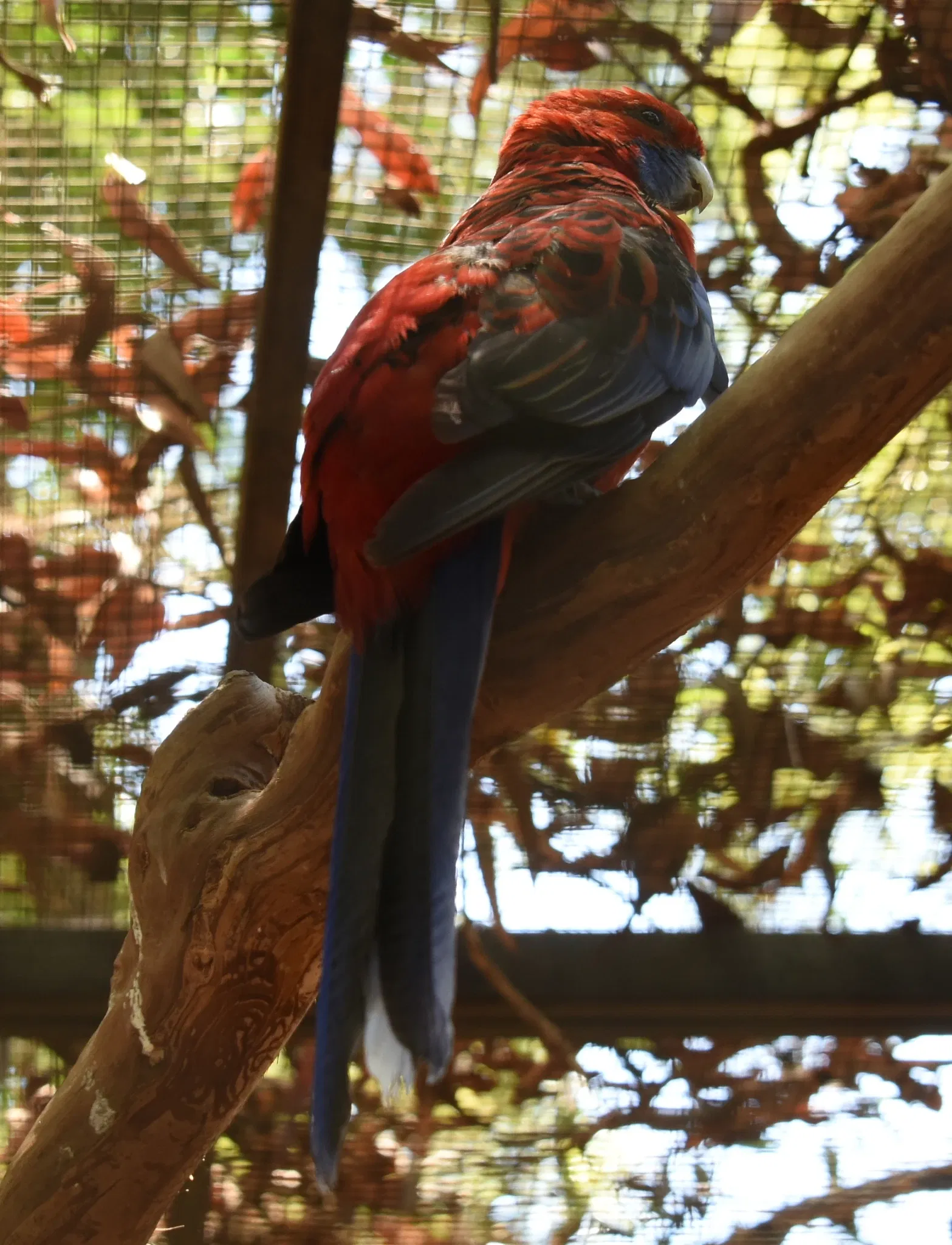 Featherdale Sydney Wildlife Park
