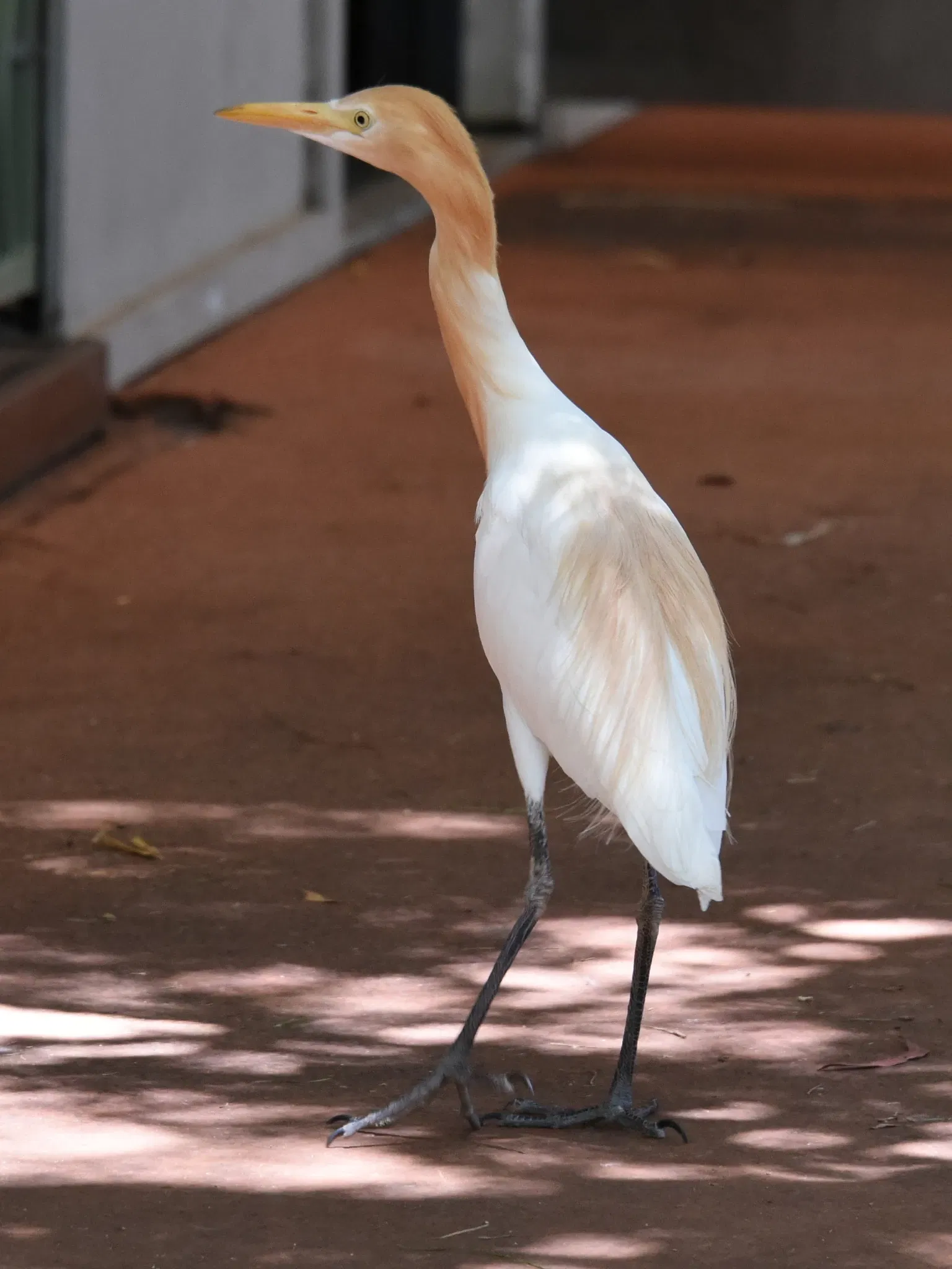 Featherdale Wildlife Park