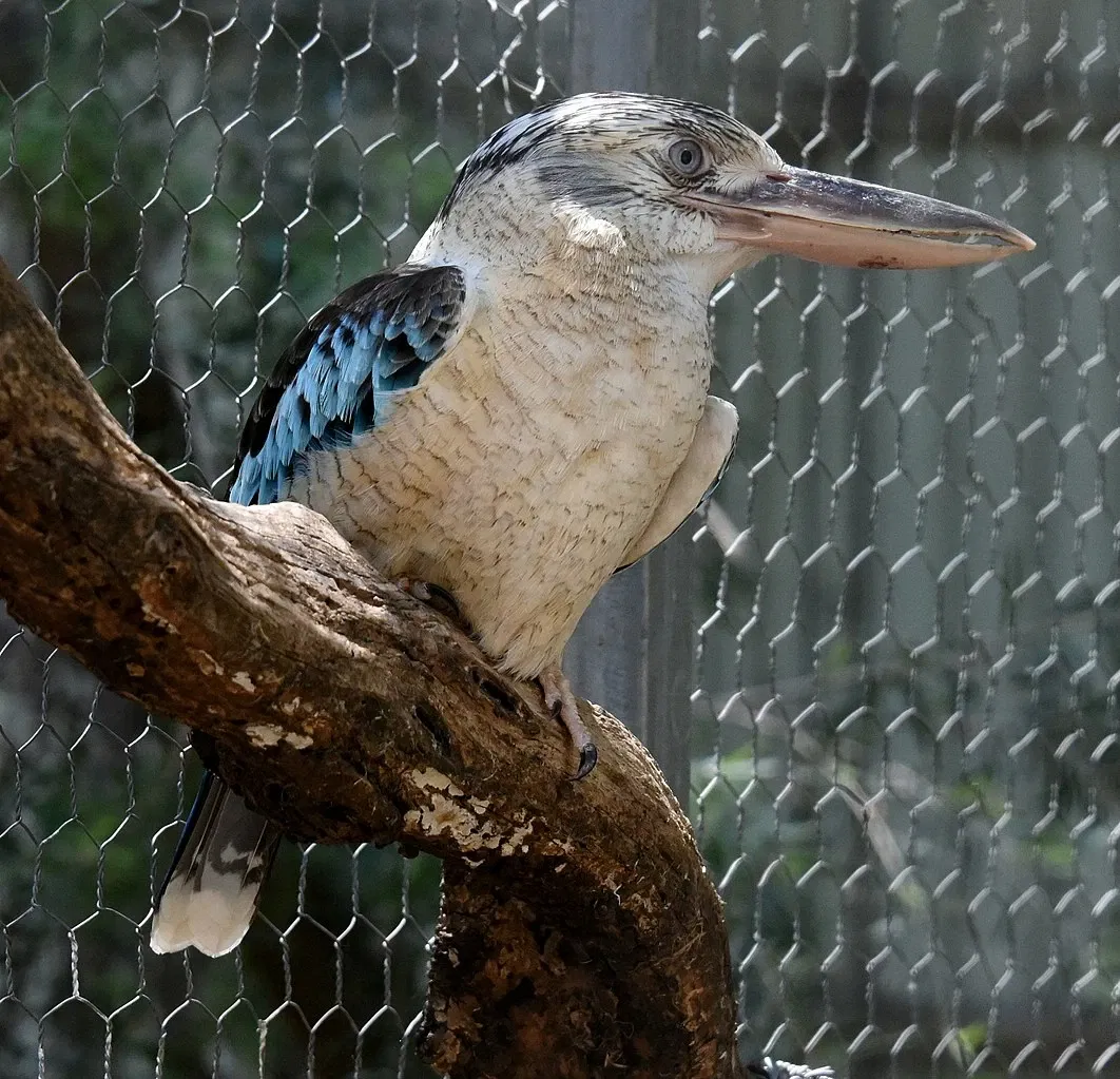 Featherdale Sydney Wildlife Park