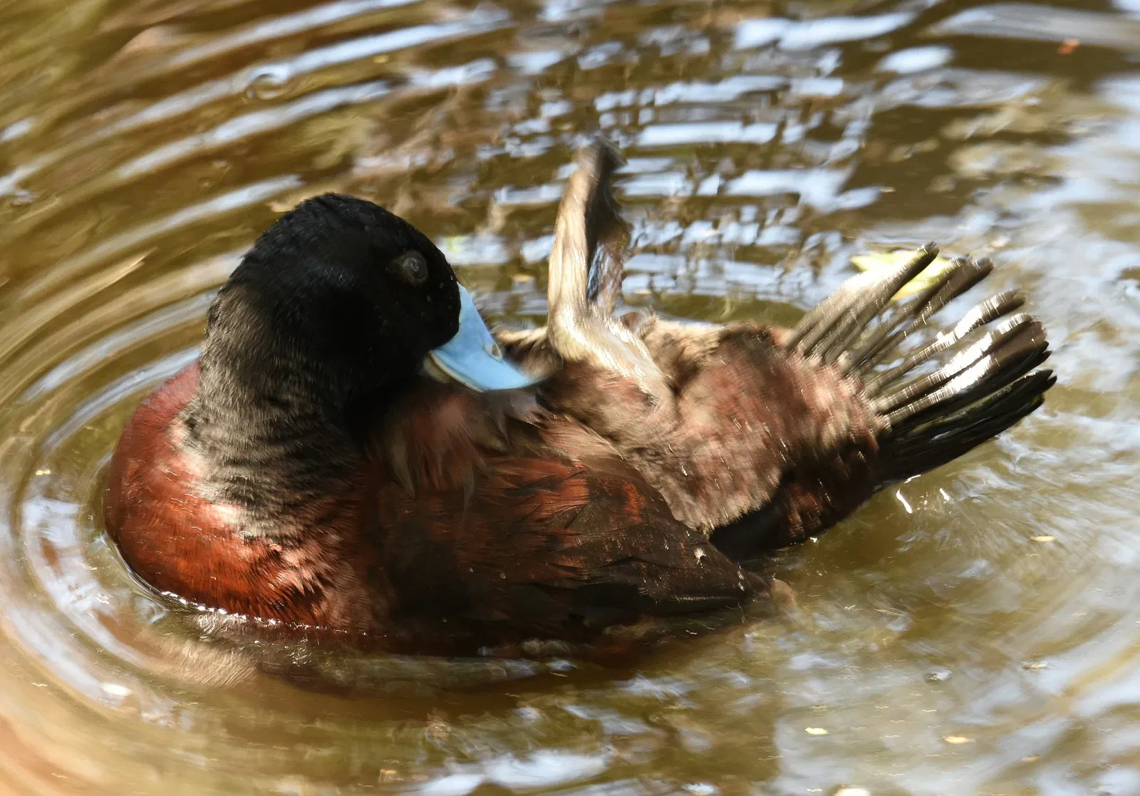 Featherdale Wildlife Park