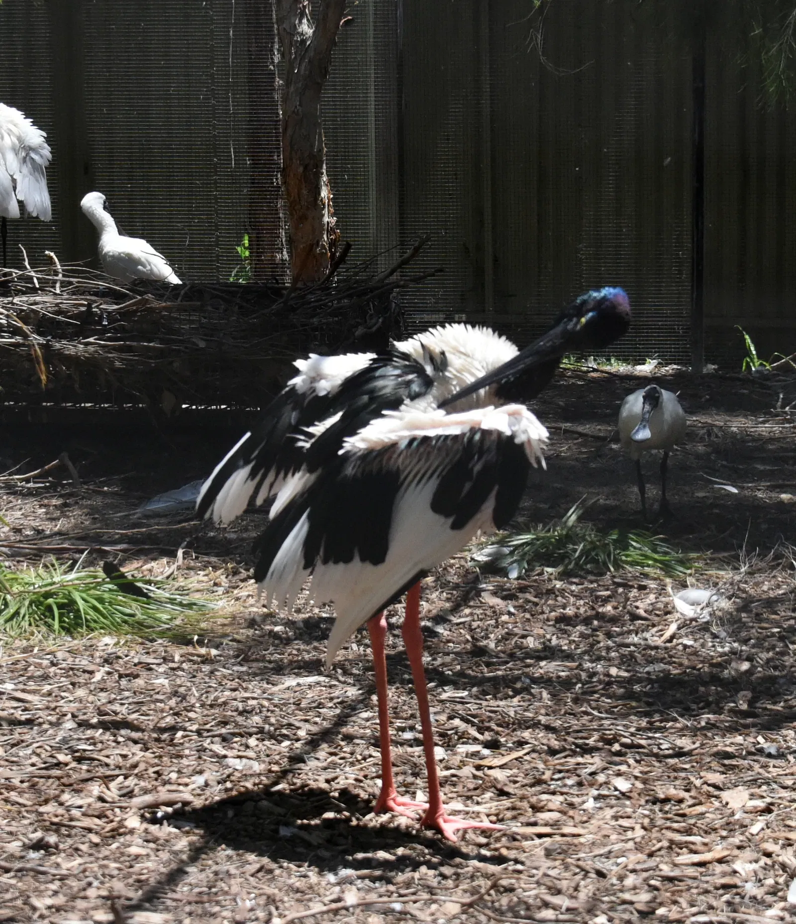 Featherdale Sydney Wildlife Park
