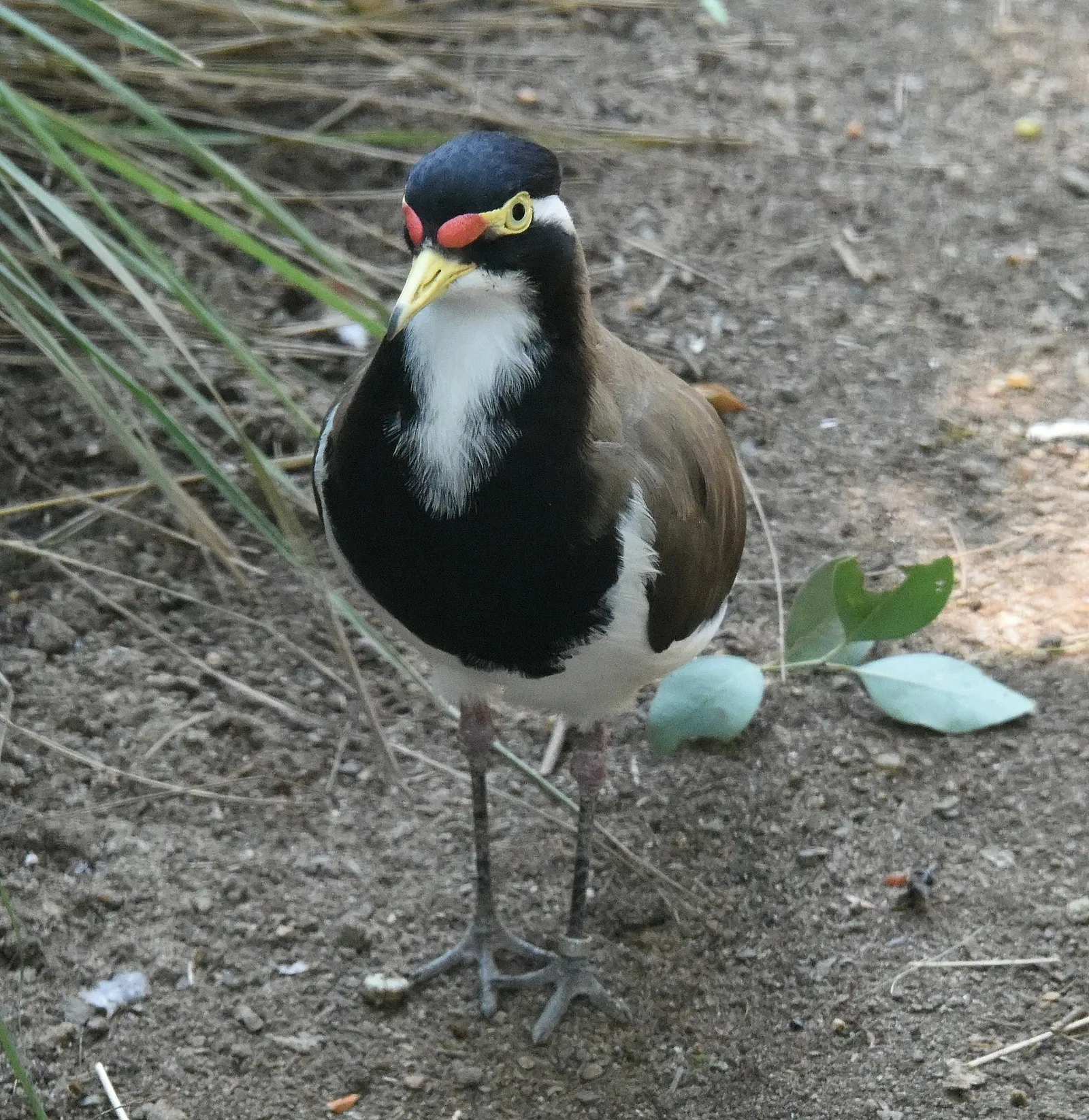 Featherdale Sydney Wildlife Park