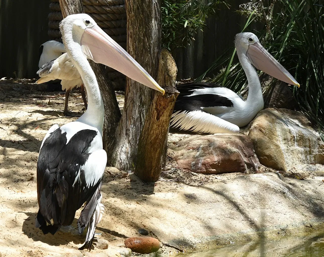 Featherdale Sydney Wildlife Park