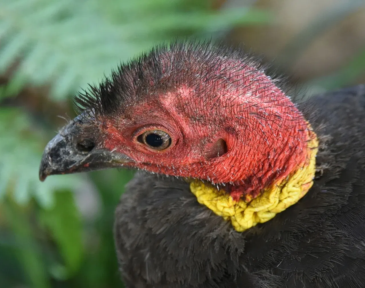 Featherdale Wildlife Park
