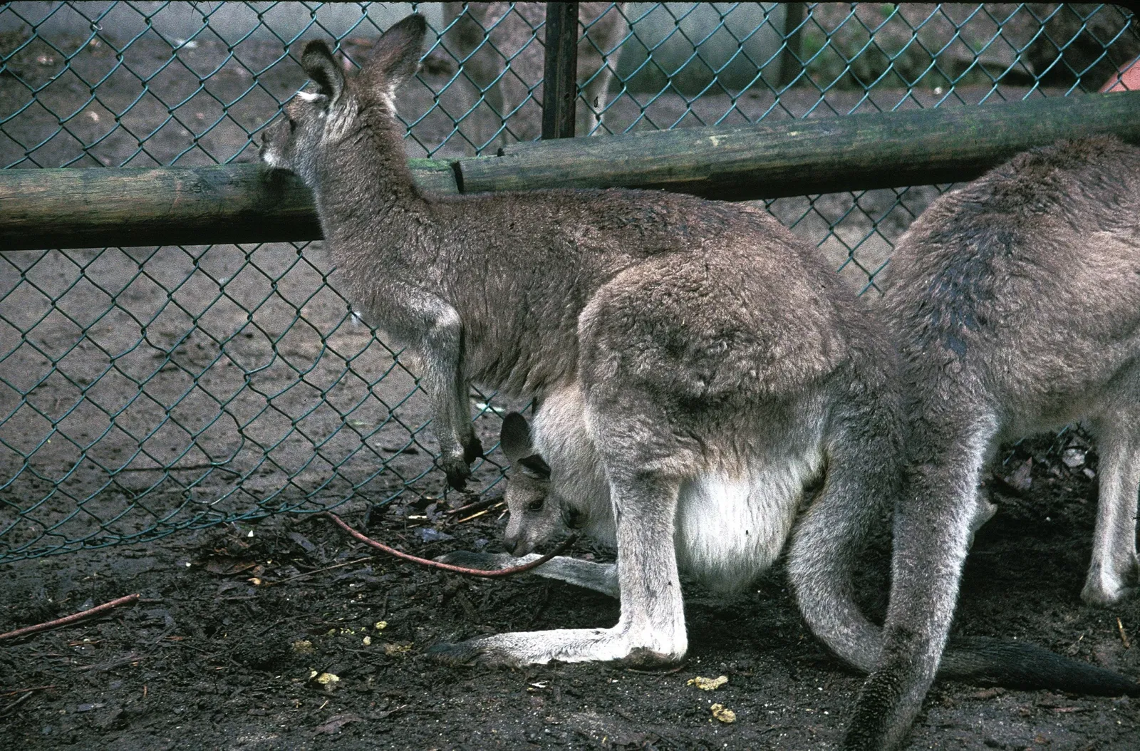 Koala Park Sanctuary