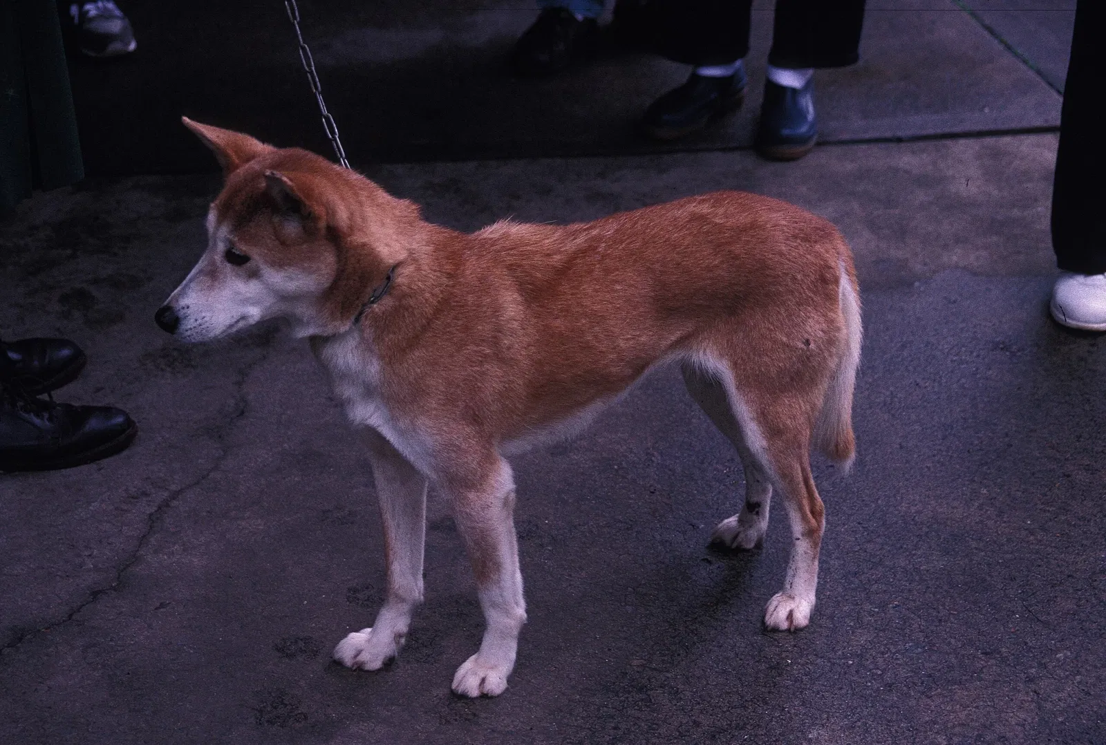 Koala Park Sanctuary