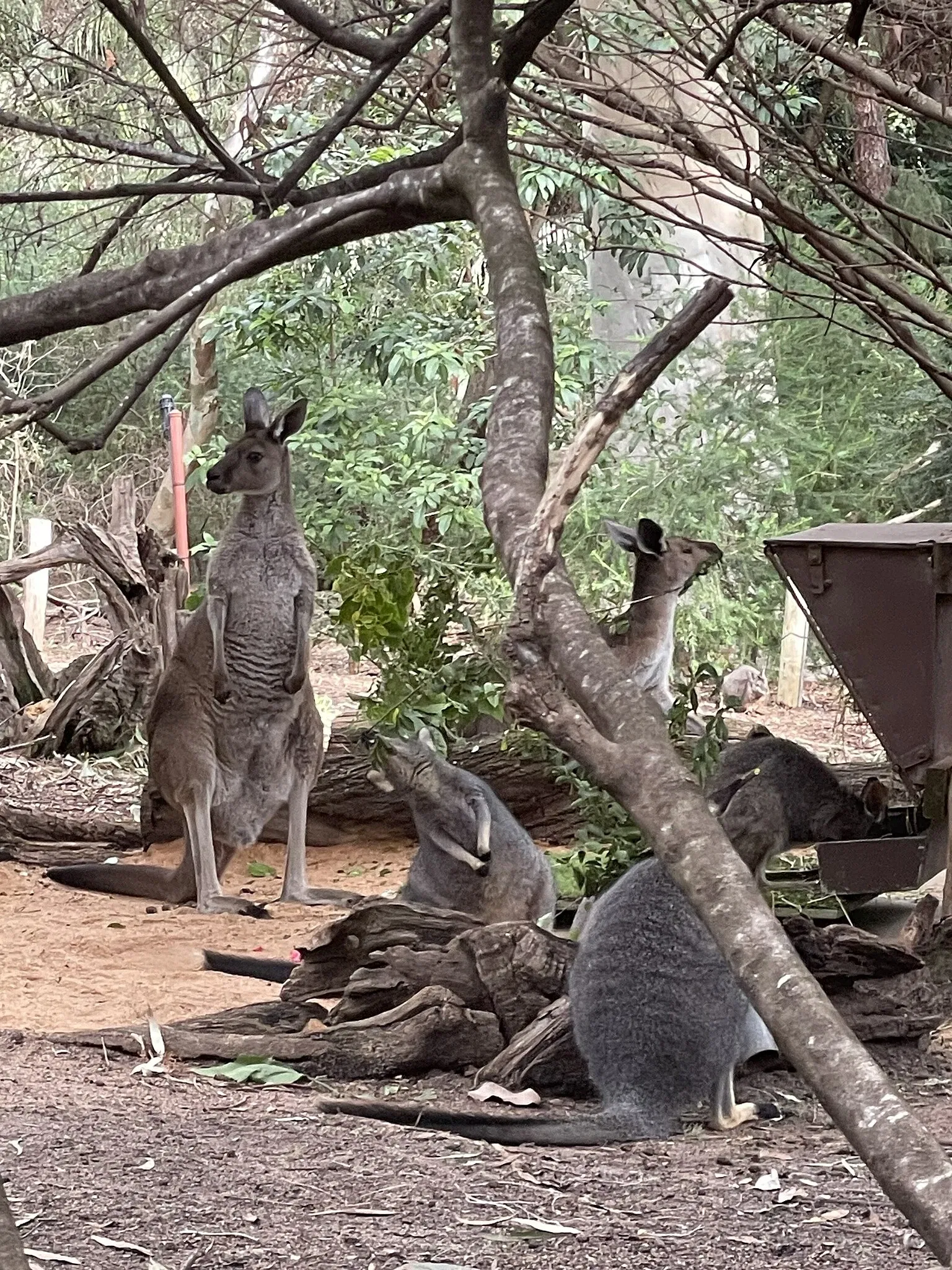 Zoológico de Perth