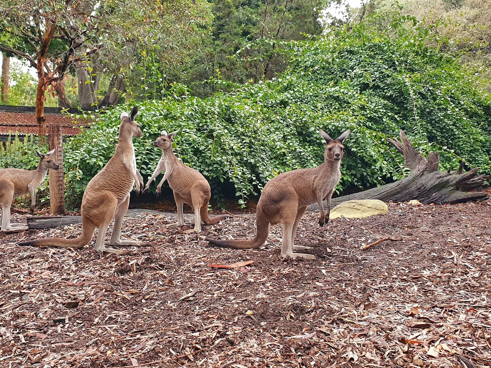 Zoológico de Perth
