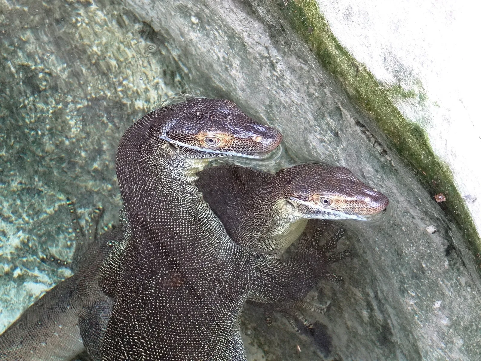 Currumbin Wildlife Sanctuary