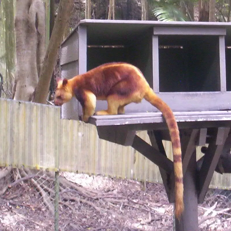 Currumbin Wildlife Sanctuary
