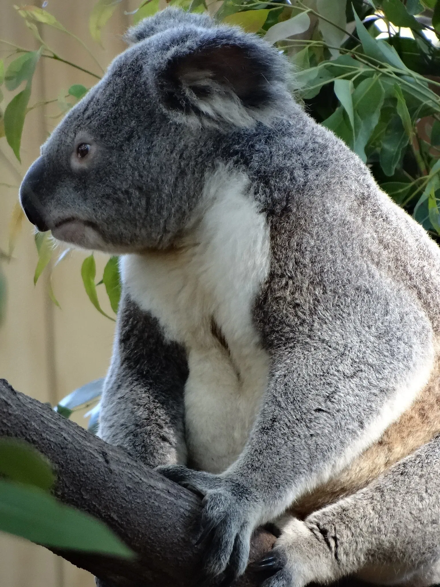 Currumbin Wildlife Sanctuary