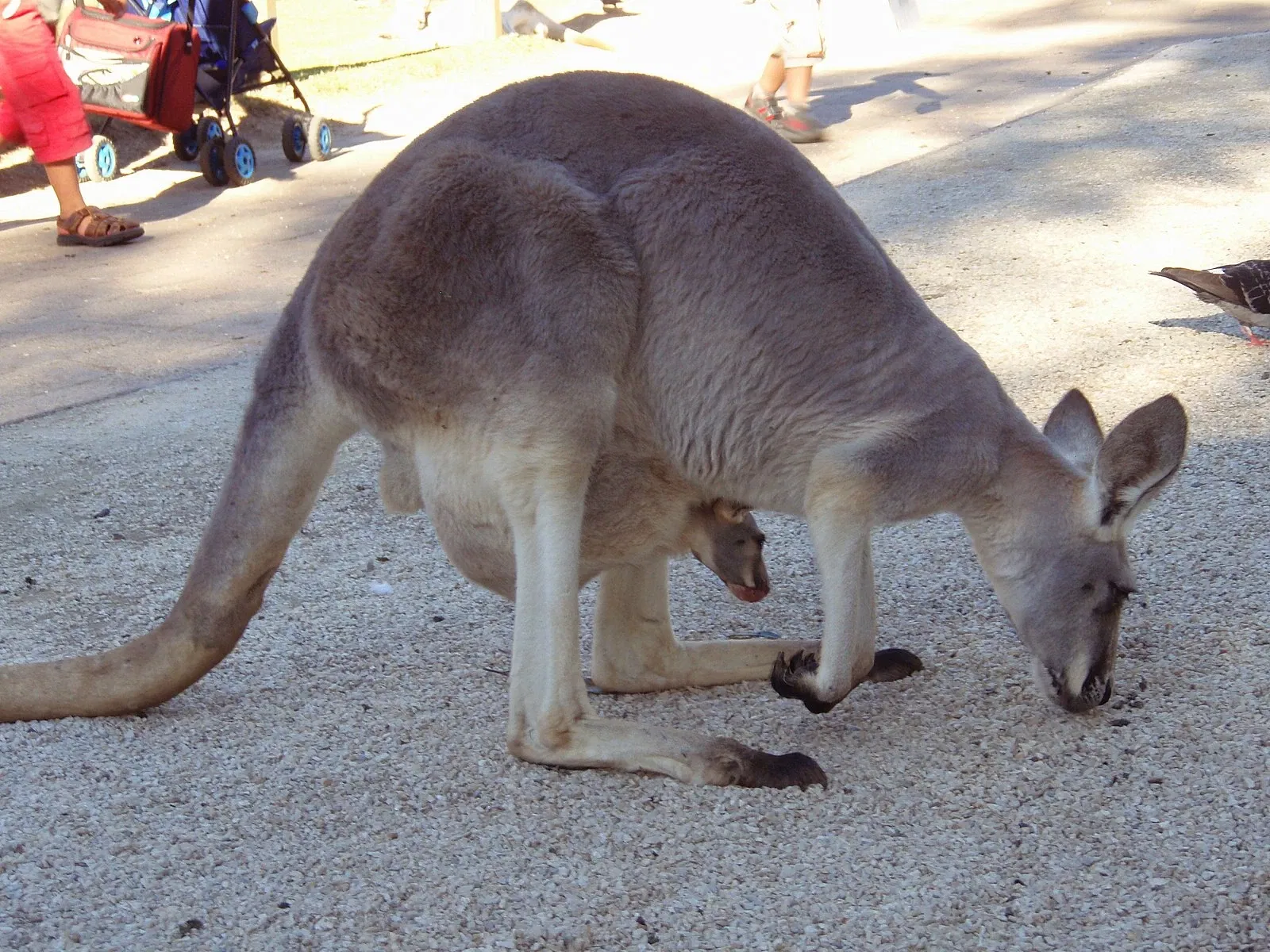 Currumbin Wildlife Sanctuary