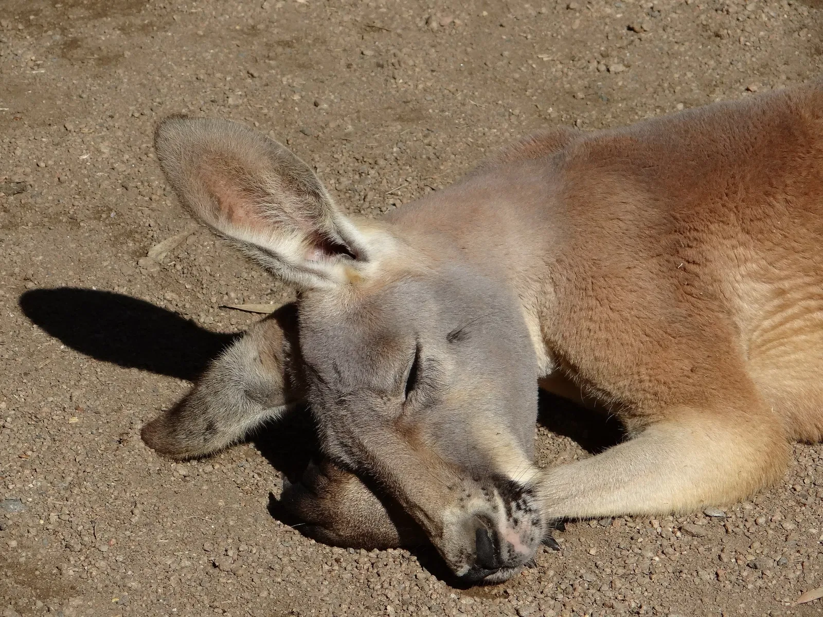 Currumbin Wildlife Sanctuary