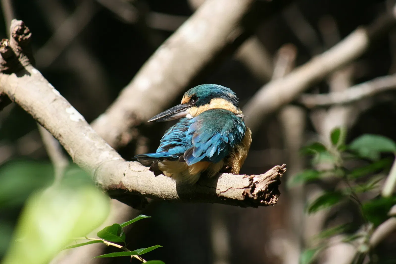 Currumbin Wildlife Sanctuary