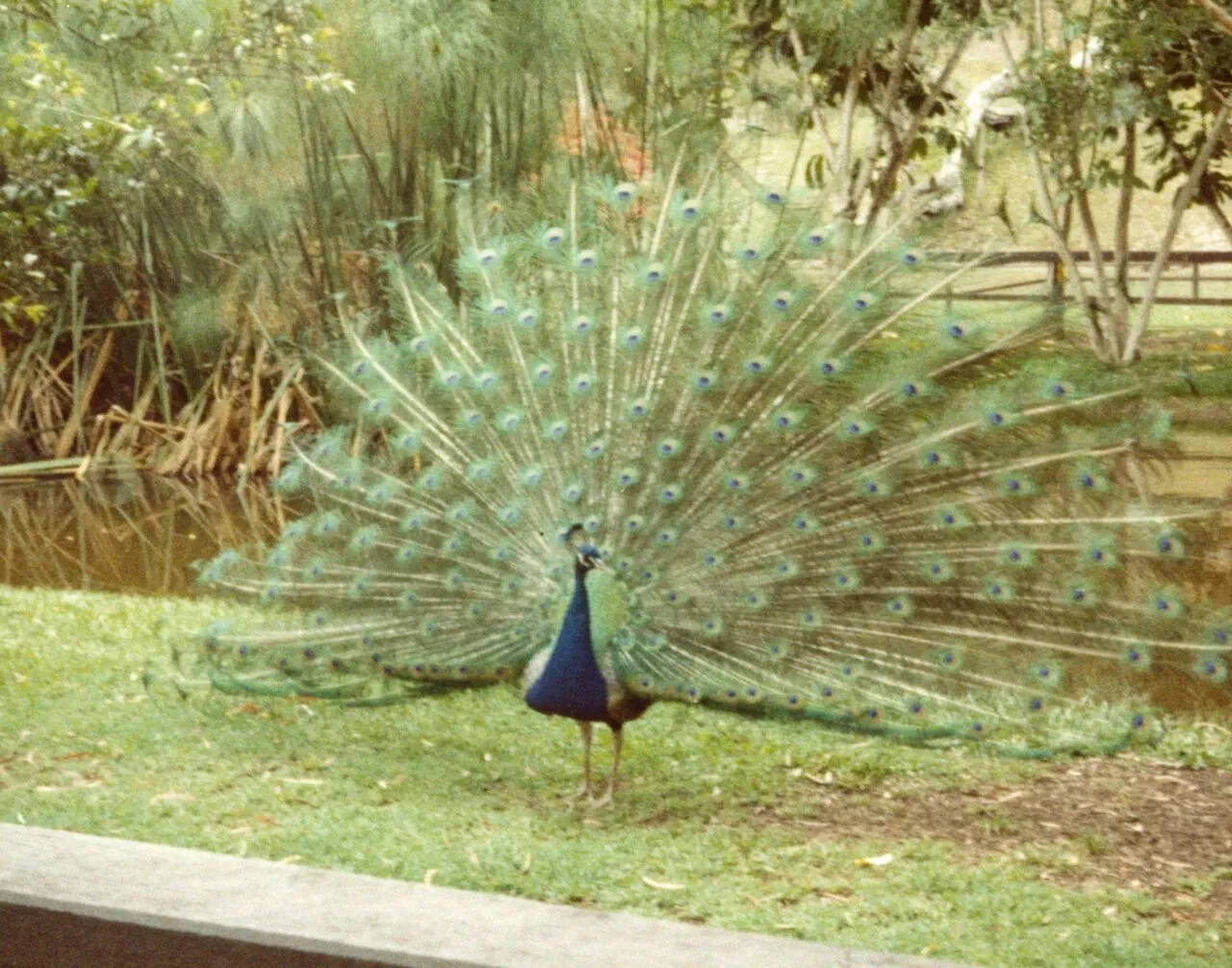 Currumbin Wildlife Sanctuary