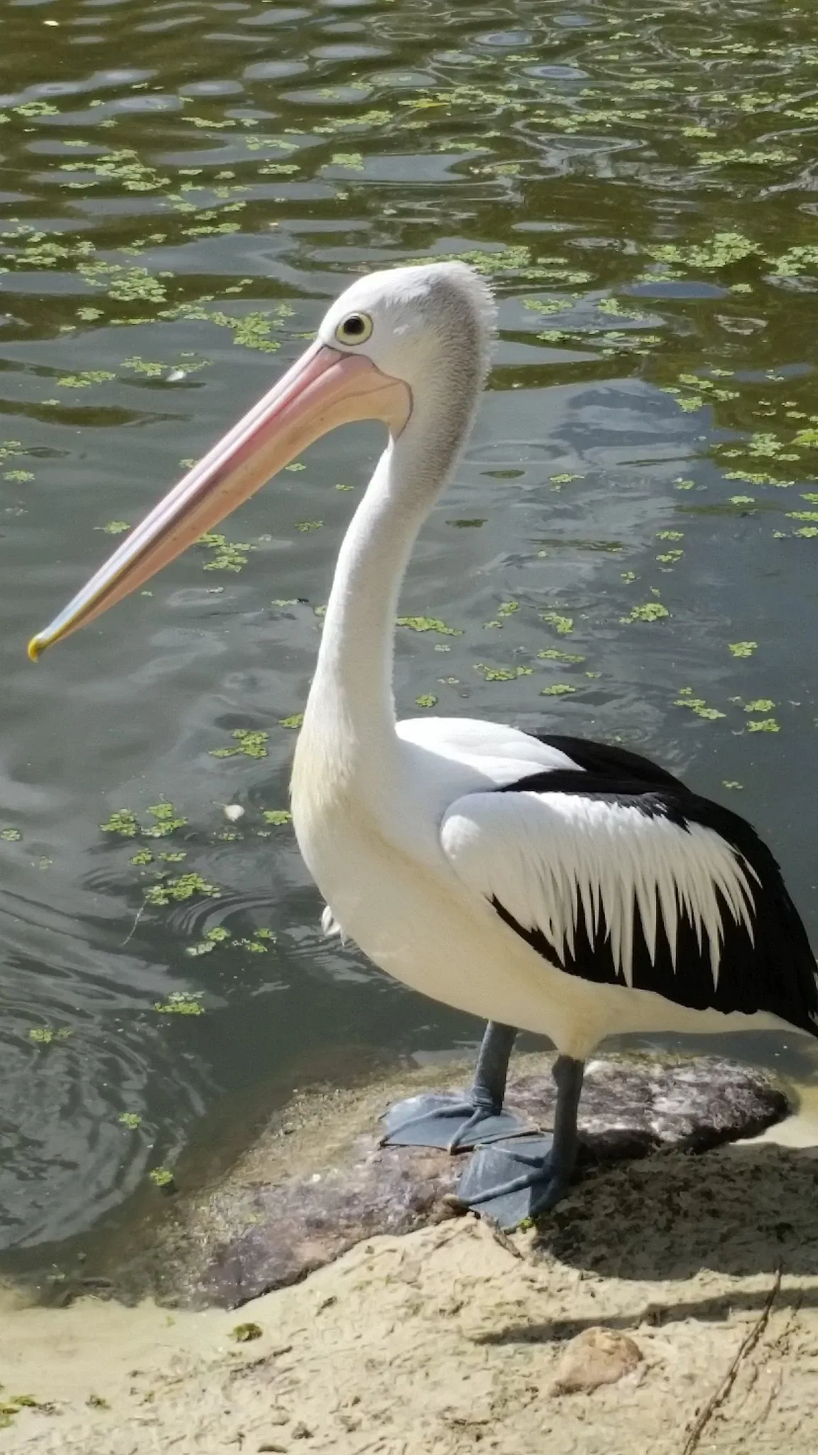 Currumbin Wildlife Sanctuary